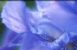 Tanaka San Reiki Einweihung als Ferneinweihung.